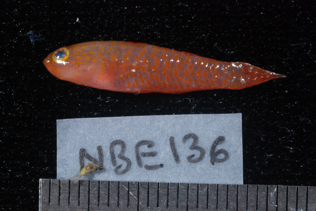 Twospot Dwarfgoby (Eviota distigma) |commons:File:Eviota distigma.jpg