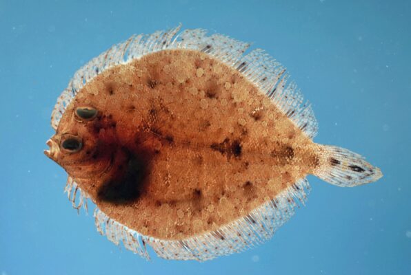 Twospot Flounder (Bothus robinsi) |commons:File:Twospot flounder ( Bothus robinsi ).jpg