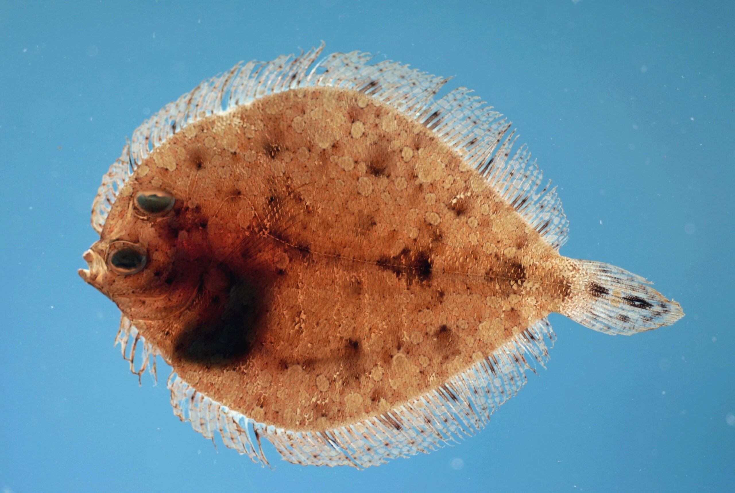 Twospot Flounder (Bothus robinsi) |commons:File:Twospot flounder ( Bothus robinsi ).jpg