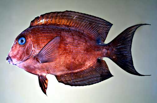 twospot surgeonfish (Ctenochaetus binotatus) |commons:File:Ctenochaetus binotatus.jpg