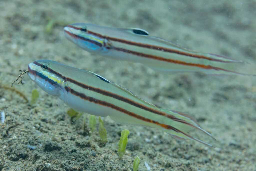 Twostripe Goby (Valenciennea helsdingenii) |commons:File:Gobios (Valenciennea helsdingenii), Anilao, Filipinas, 2023-08-23, DD 126.jpg