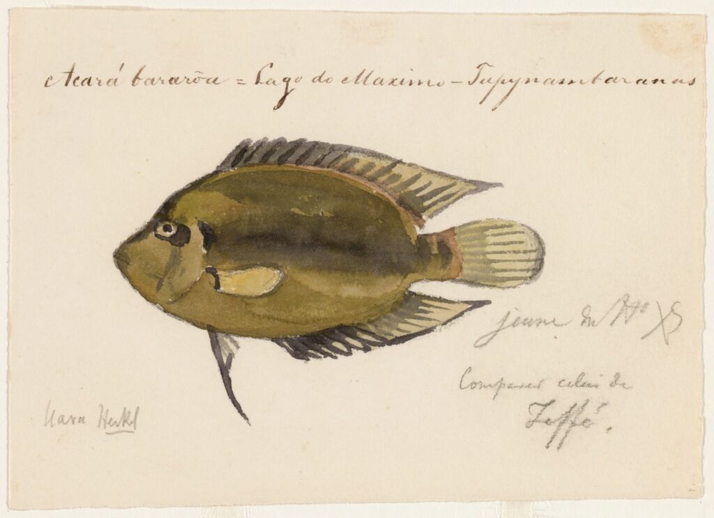 Uaru (Uaru amphiacanthoides) |commons:File:Uaru amphiacanthoides (Lago Maximo, Brazil).jpg