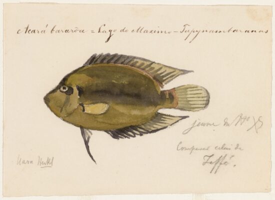 Uaru (Uaru amphiacanthoides) |commons:File:Uaru amphiacanthoides (Lago Maximo, Brazil).jpg