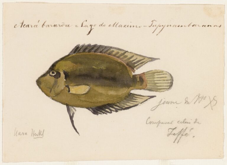 Uaru (Uaru amphiacanthoides) |commons:File:Uaru amphiacanthoides (Lago Maximo, Brazil).jpg