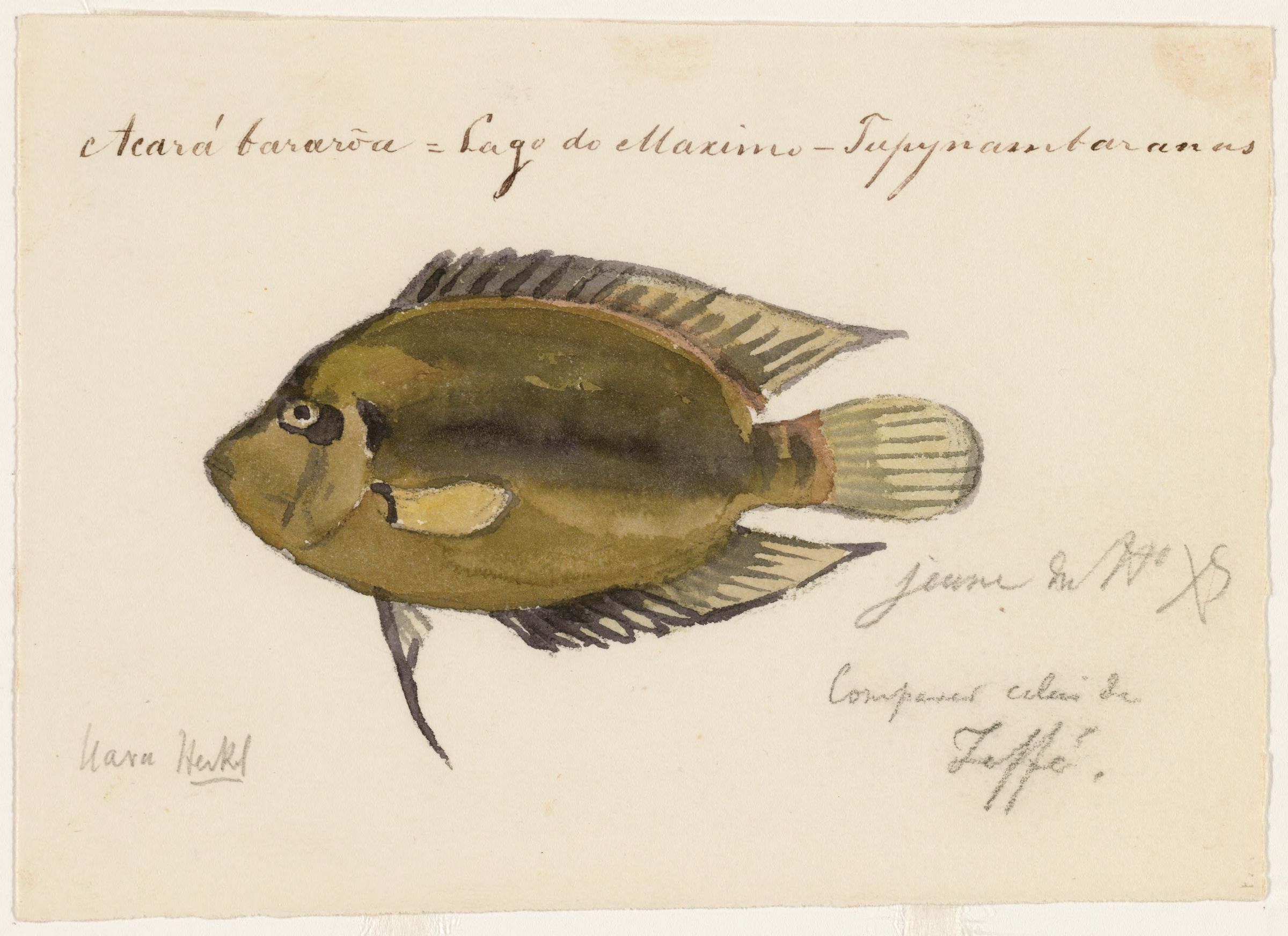 Uaru (Uaru amphiacanthoides) |commons:File:Uaru amphiacanthoides (Lago Maximo, Brazil).jpg