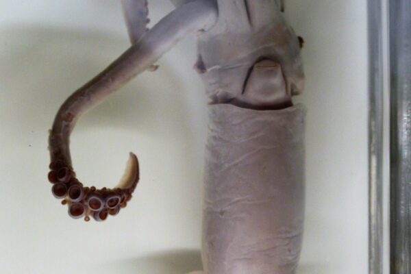 Uçan Kalamar Todarodes sagittatus