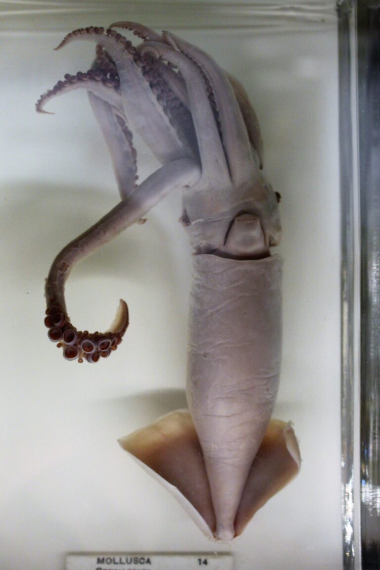 Uçan Kalamar Todarodes sagittatus