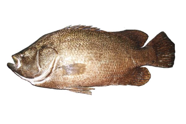 uckuyruk (Lobotes surinamensis) |commons:File:Croupia de roche (Lobotes surinamensis) (Ifremer 00761-87294).jpg