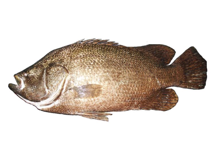 uckuyruk (Lobotes surinamensis) |commons:File:Croupia de roche (Lobotes surinamensis) (Ifremer 00761-87294).jpg