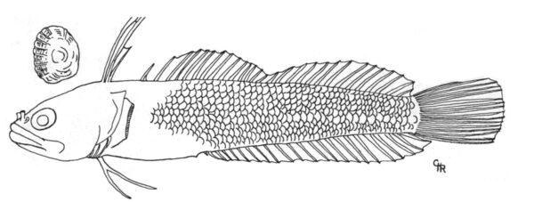 Uncombed Blenny (Haptoclinus apectolophus) |commons:File:Haptoclinus apectolophus holotype, ANSP 121251 - ZooKeys-306-071-g003-bottom.jpeg