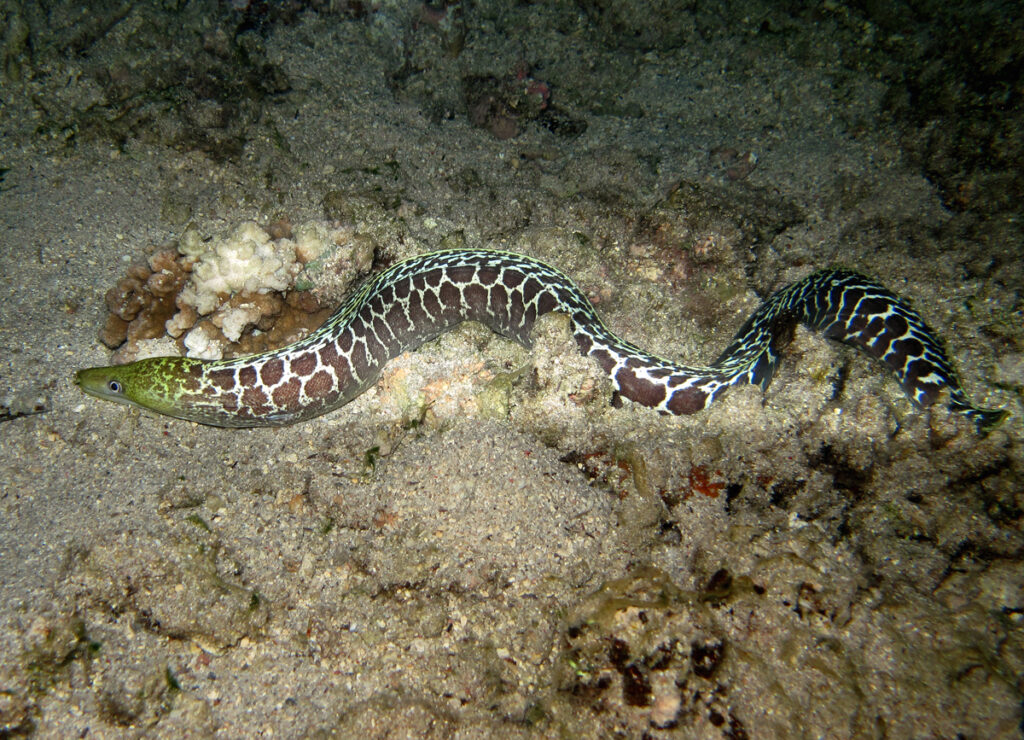 Undulated Moray (Gymnothorax undulatus) |commons:File:Gymnothorax undulatus, de nuit.jpg