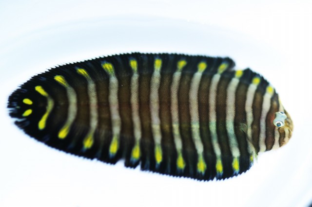 Unicorn Sole (Aesopia cornuta) |commons:File:Aesopia cornuta.jpg