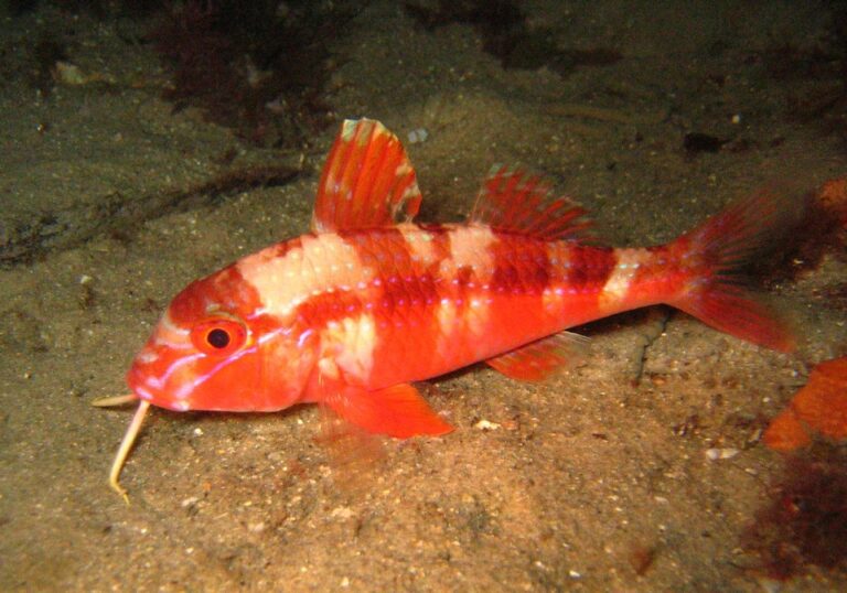 Upeneichthys lineatus (Upeneichthys lineatus) |commons:File:Upeneichthys lineatus.jpg