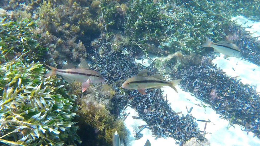 Upeneichthys vlamingii (Upeneichthys vlamingii) |commons:File:Bluespotted Goatfish (Upeneichthys vlamingii).jpg