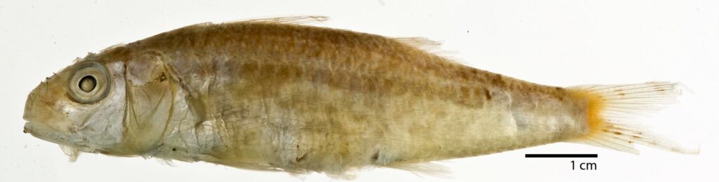 Upeneus asymmetricus (Upeneus asymmetricus) |commons:File:Upeneus asymmetricus.jpg