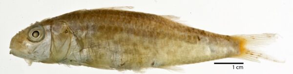 Upeneus asymmetricus (Upeneus asymmetricus) |commons:File:Upeneus asymmetricus.jpg