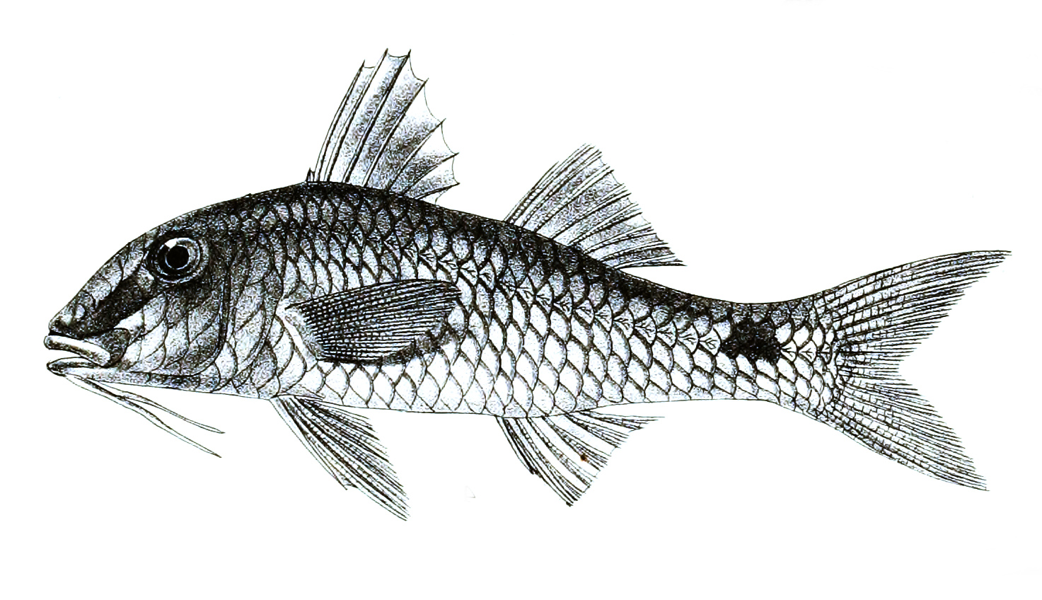 Upeneus indicus (Upeneus indicus) |commons:File:Parupeneus indicus Ford 31.jpg