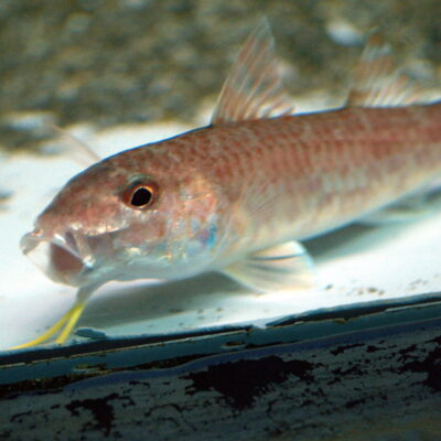 Upeneus japonicus (Upeneus japonicus) |commons:File:Upeneus japonicus by OpenCage.jpg