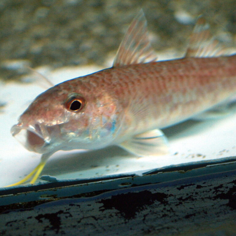 Upeneus japonicus (Upeneus japonicus) |commons:File:Upeneus japonicus by OpenCage.jpg