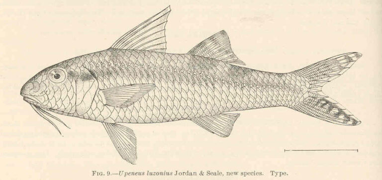 Upeneus luzonius (Upeneus luzonius) |commons:File:FMIB 39219 Upeneus luzonius Jordan & Seale, new species Type.jpeg