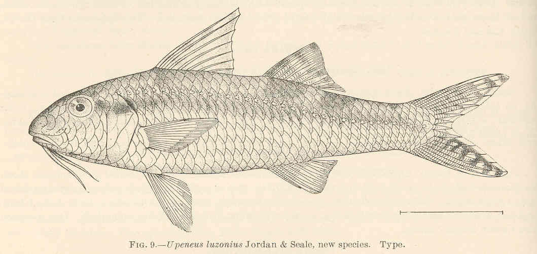 Upeneus luzonius (Upeneus luzonius) |commons:File:FMIB 39219 Upeneus luzonius Jordan & Seale, new species Type.jpeg