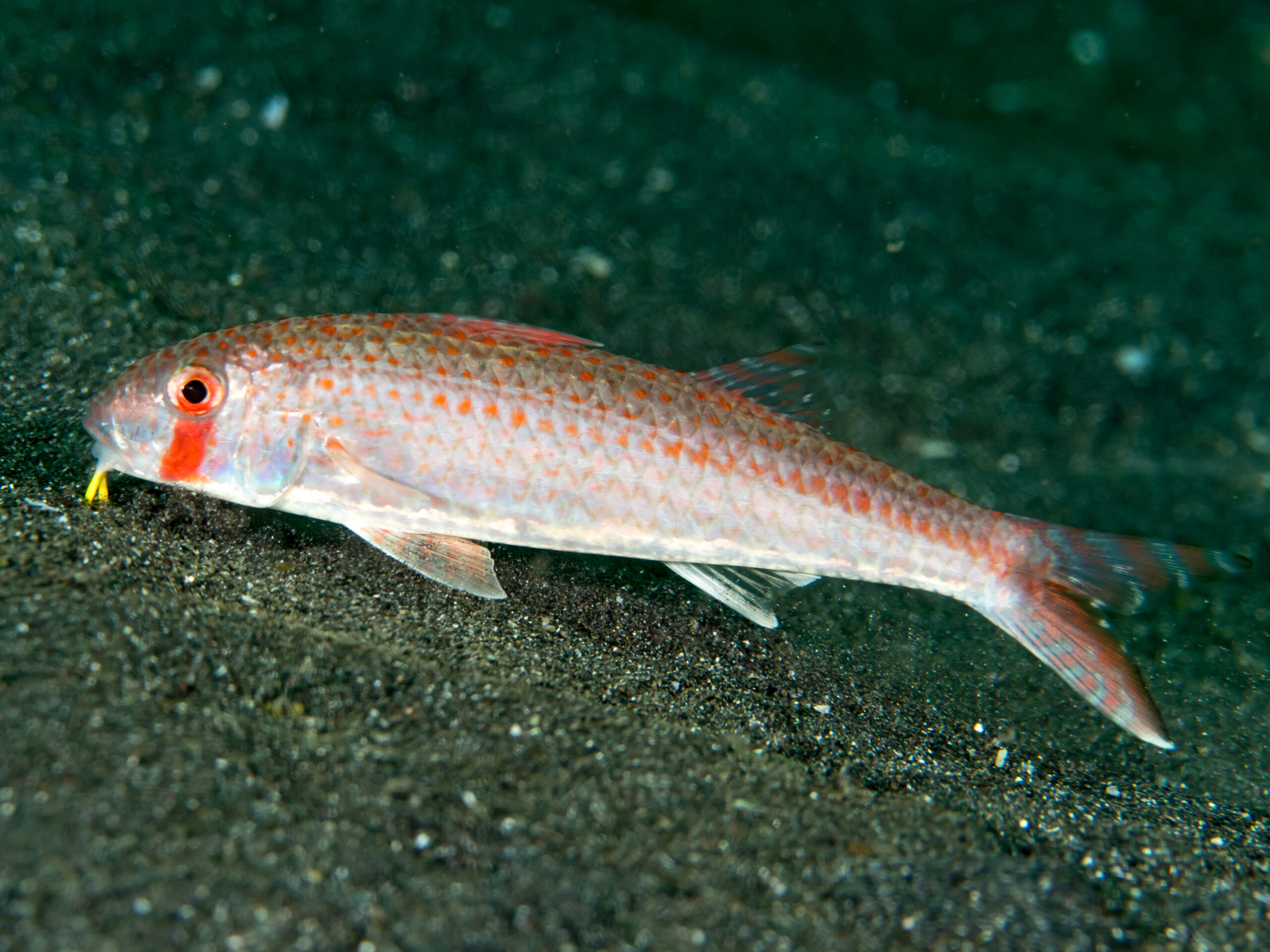 Upeneus sundaicus (Upeneus sundaicus) |commons:File:Ochrebanded goatfish (Upeneus sundaicus) (45259705962).jpg