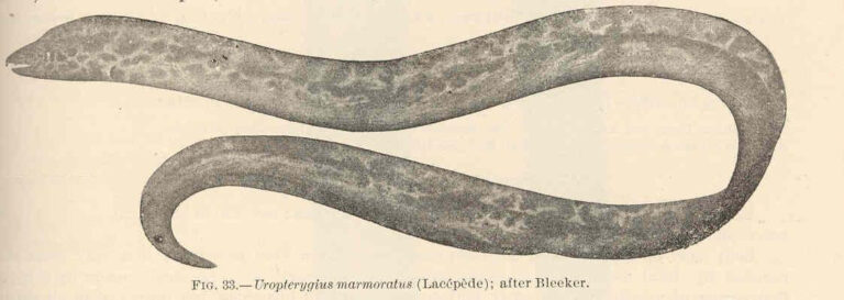 Uropterygius marmoratus (Uropterygius marmoratus) |commons:File:FMIB 42397 Uropterygius marmoratus (Lacepede).jpeg