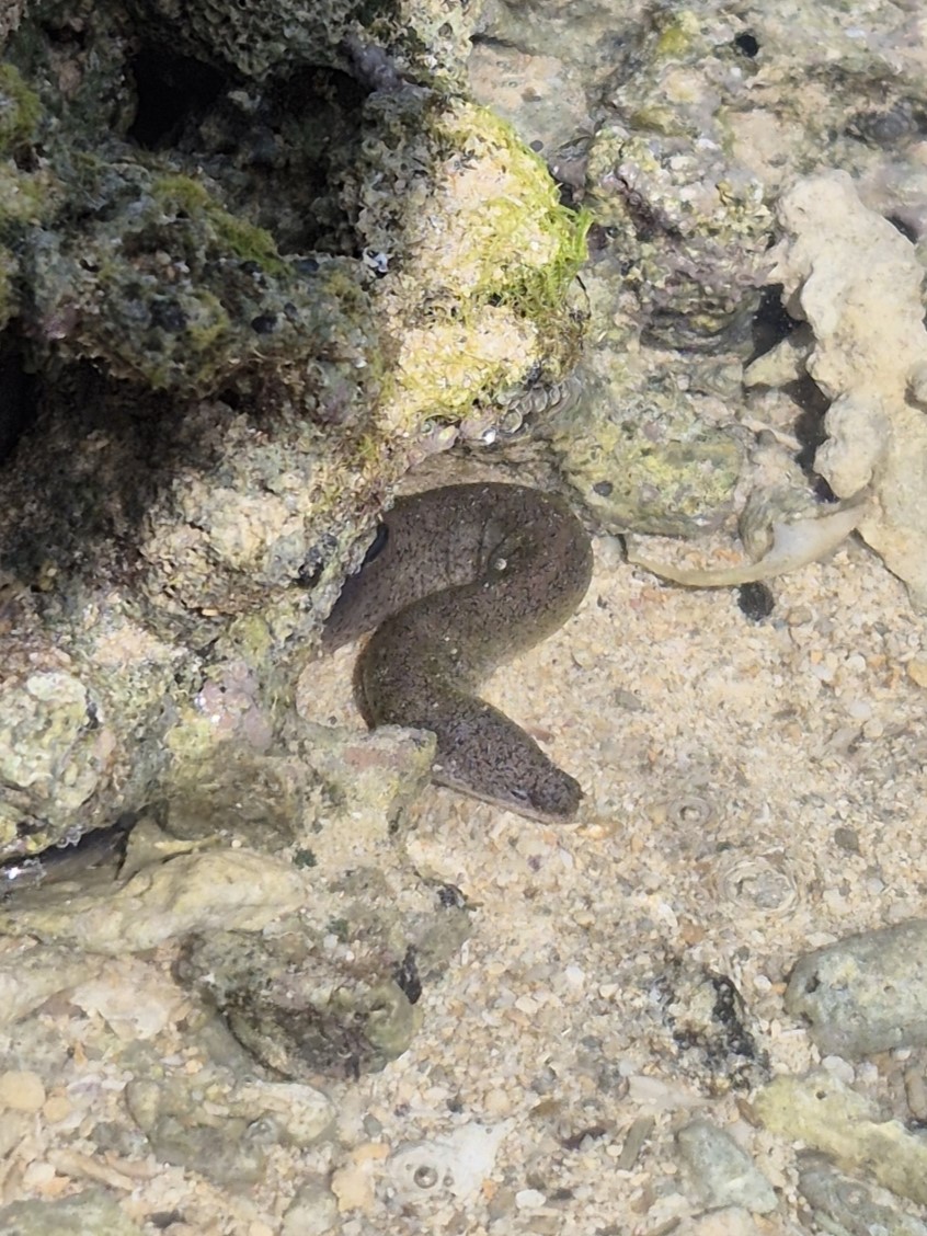 Uropterygius micropterus (Uropterygius micropterus) |commons:File:Uropterygius-micropterus-2025-06-11-288930724-1.jpg