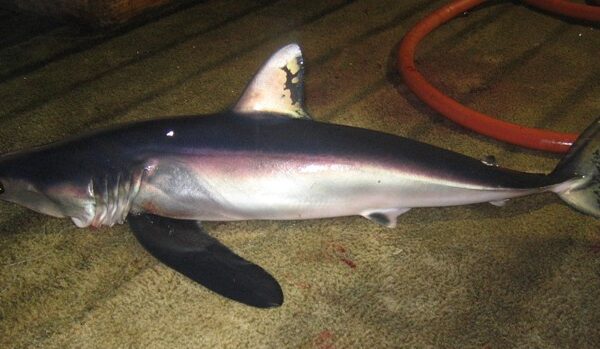 Uzun Finli Mako Isurus paucus