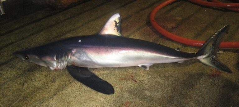 Uzun Finli Mako Isurus paucus