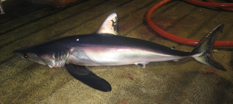 Uzun Finli Mako Isurus paucus