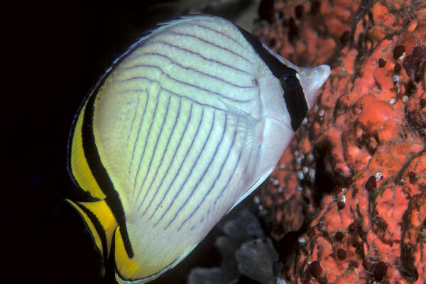 Vagabond Butterfly Chaetodon vagabundus