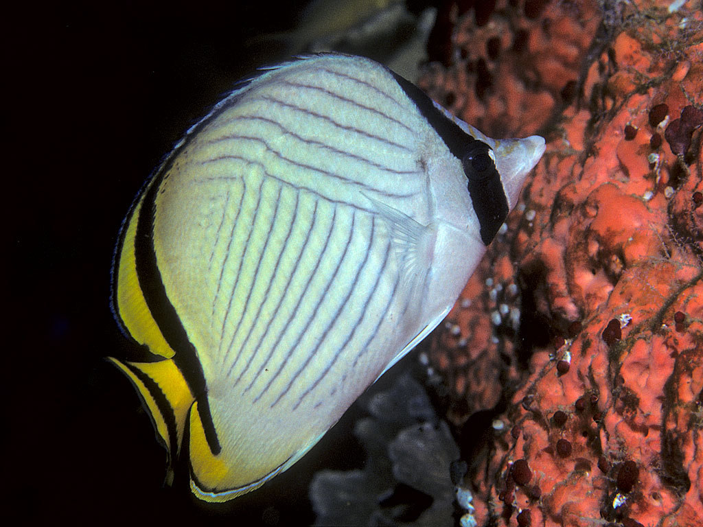 Vagabond Butterfly Chaetodon vagabundus