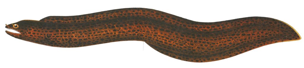 Vagrant Moray (Gymnothorax buroensis) |commons:File:Gymnothorax buroensis - 1864 - Print - Iconographia Zoologica - Special Collections University of Amsterdam - UBA01 IZ15300089.jpg