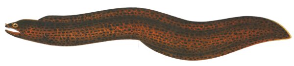 Vagrant Moray (Gymnothorax buroensis) |commons:File:Gymnothorax buroensis - 1864 - Print - Iconographia Zoologica - Special Collections University of Amsterdam - UBA01 IZ15300089.jpg