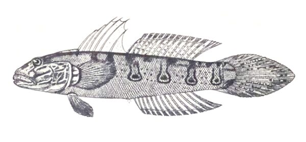 Valenciennea longipinnis (Valenciennea longipinnis) |commons:File:Sleeper Striped Goby, Valenciennea longipinnis (Lay & Bennett, 1839) by A. B. Estanislao.jpg