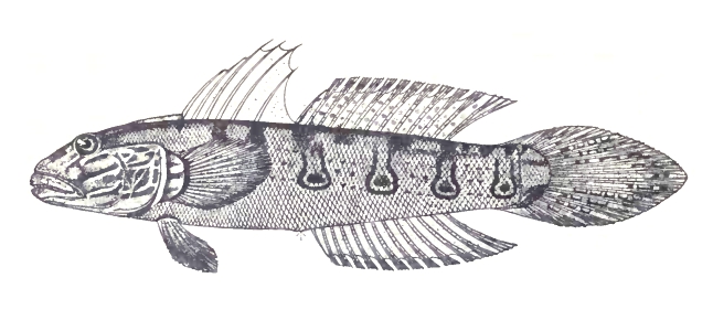Valenciennea longipinnis (Valenciennea longipinnis) |commons:File:Sleeper Striped Goby, Valenciennea longipinnis (Lay & Bennett, 1839) by A. B. Estanislao.jpg