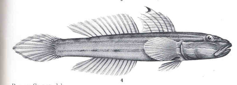 Valenciennea muralis (Valenciennea muralis) |commons:File:FMIB 36131 Valenciennea muralis, Cuvier and Valenciennes.jpeg