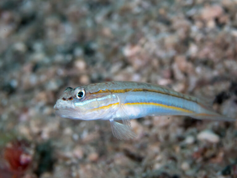 Valenciennea parva (Valenciennea parva) |commons:File:Parva goby (Valenciennea parva).jpg