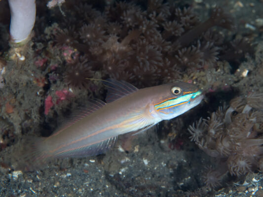 Valenciennea randalli (Valenciennea randalli) |commons:File:Greenband goby (Valenciennea randalli) (38847420180).jpg