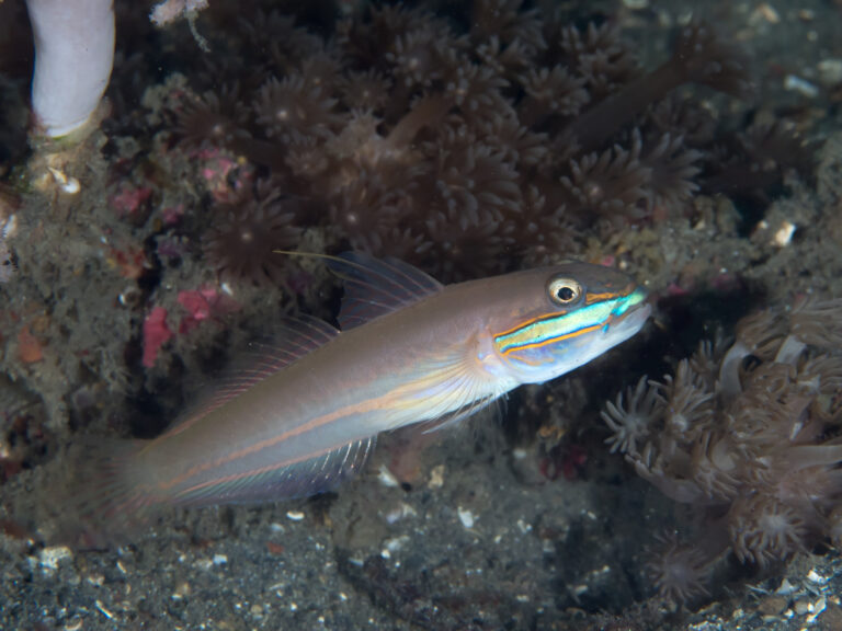 Valenciennea randalli (Valenciennea randalli) |commons:File:Greenband goby (Valenciennea randalli) (38847420180).jpg