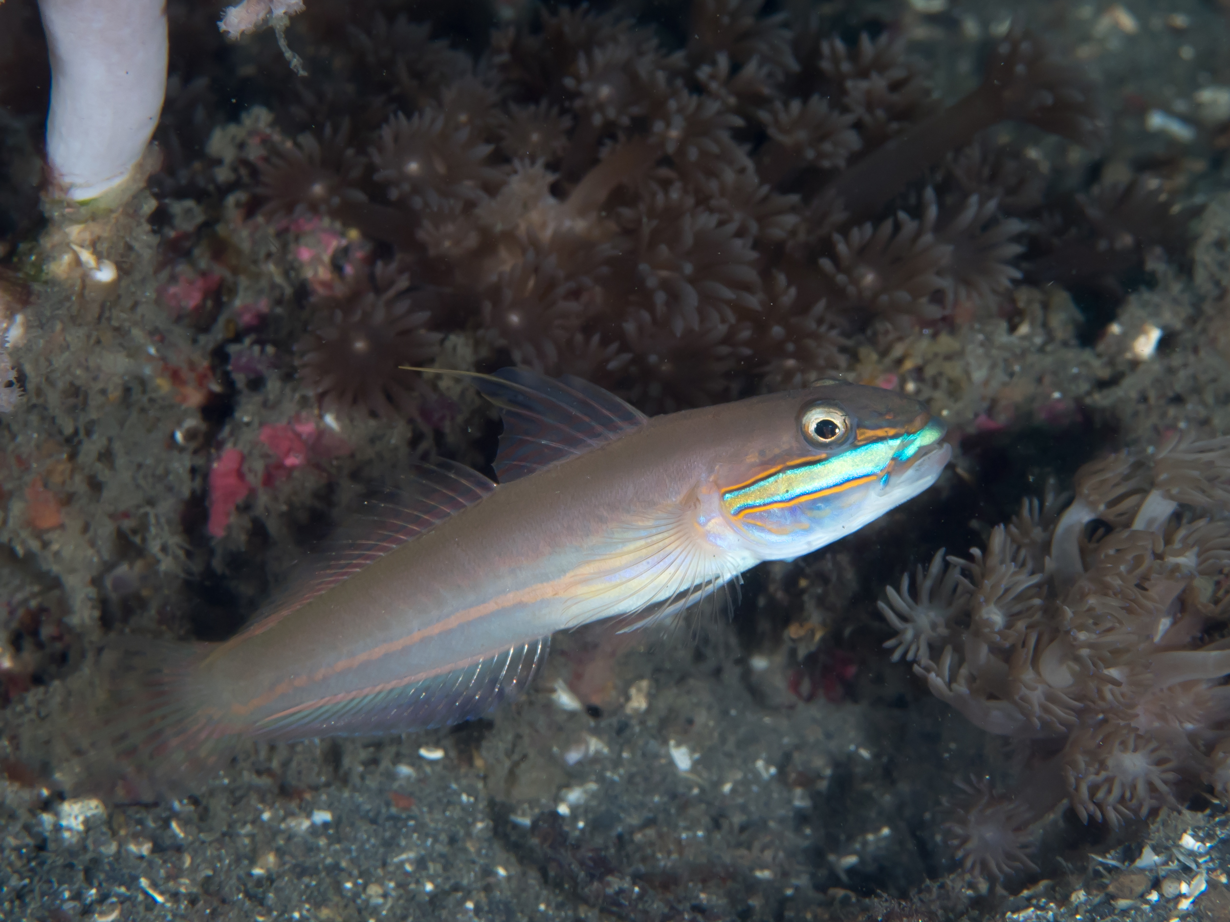 Valenciennea randalli (Valenciennea randalli) |commons:File:Greenband goby (Valenciennea randalli) (38847420180).jpg