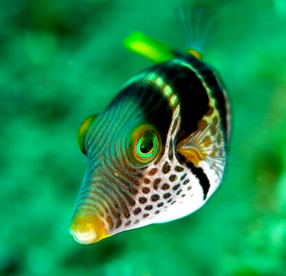 Valentini Puffer (Canthigaster valentini) |commons:File:Canthigaster valentini 1.jpg