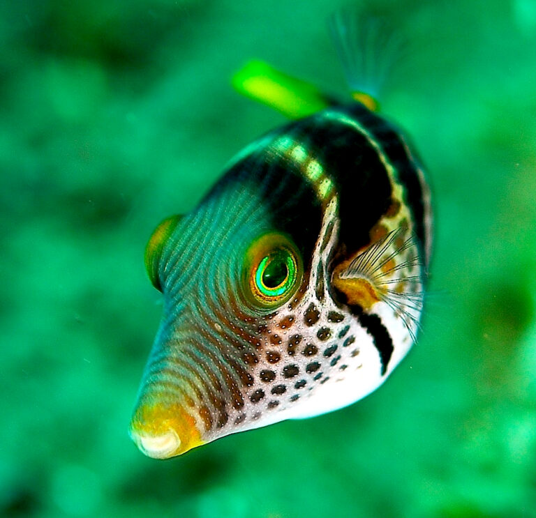 Valentini Puffer (Canthigaster valentini) |commons:File:Canthigaster valentini 1.jpg