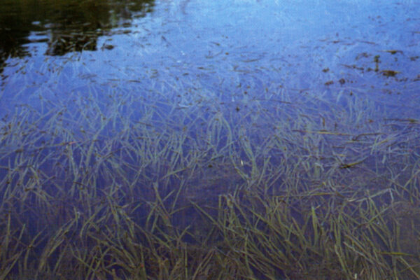 Vallisneria Americana (Vallisneria americana) |commons:File:Vallisneria americana (USDA).jpg