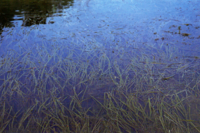 Vallisneria Americana (Vallisneria americana) |commons:File:Vallisneria americana (USDA).jpg