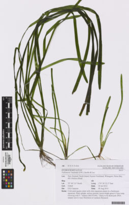 Vallisneria Australis (Vallisneria australis) |commons:File:Vallisneria . australis S.W.L.Jacobs and Les (AM AK353346-1).jpg