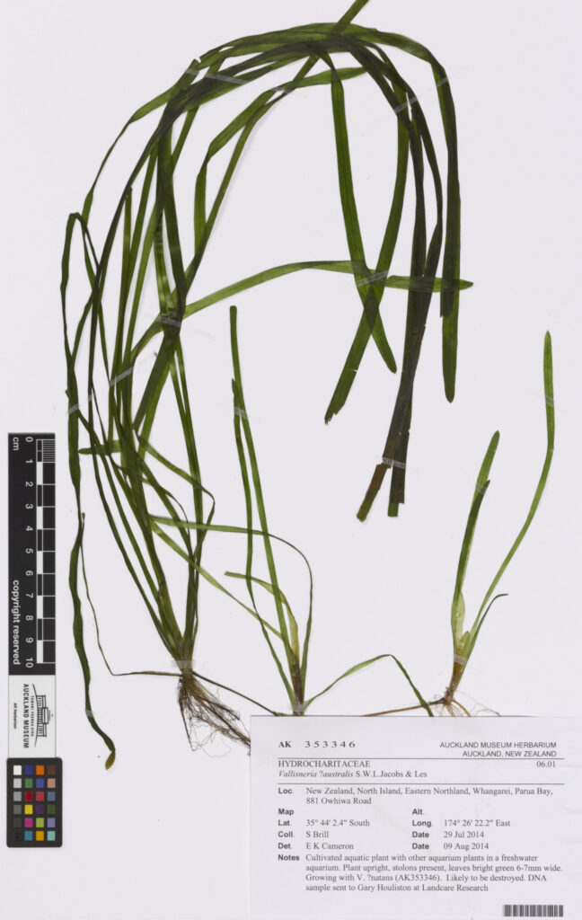 Vallisneria Australis (Vallisneria australis) |commons:File:Vallisneria . australis S.W.L.Jacobs and Les (AM AK353346-1).jpg