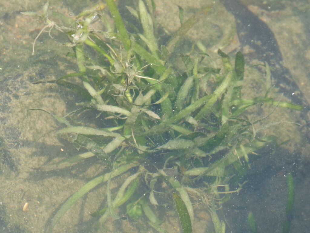 Vallisneria Denseserrulata (Vallisneria denseserrulata) |commons:File:Vallisneria denseserrulata.JPG