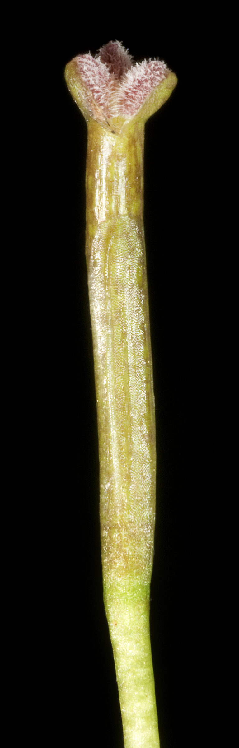 Vallisneria Nana (Vallisneria nana) |commons:File:Vallisneria nana (6968943781).jpg